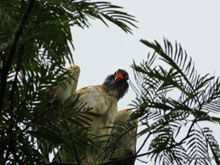 King vulture - Costa Rica